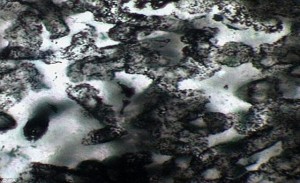 microscopic fossils