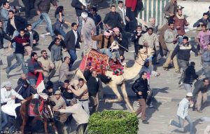 camel battle