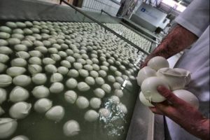 Halal Mozarella