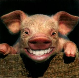Pig