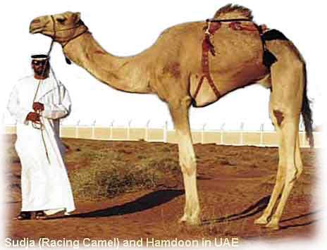 camel