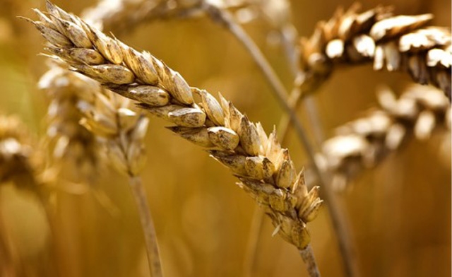 wheat