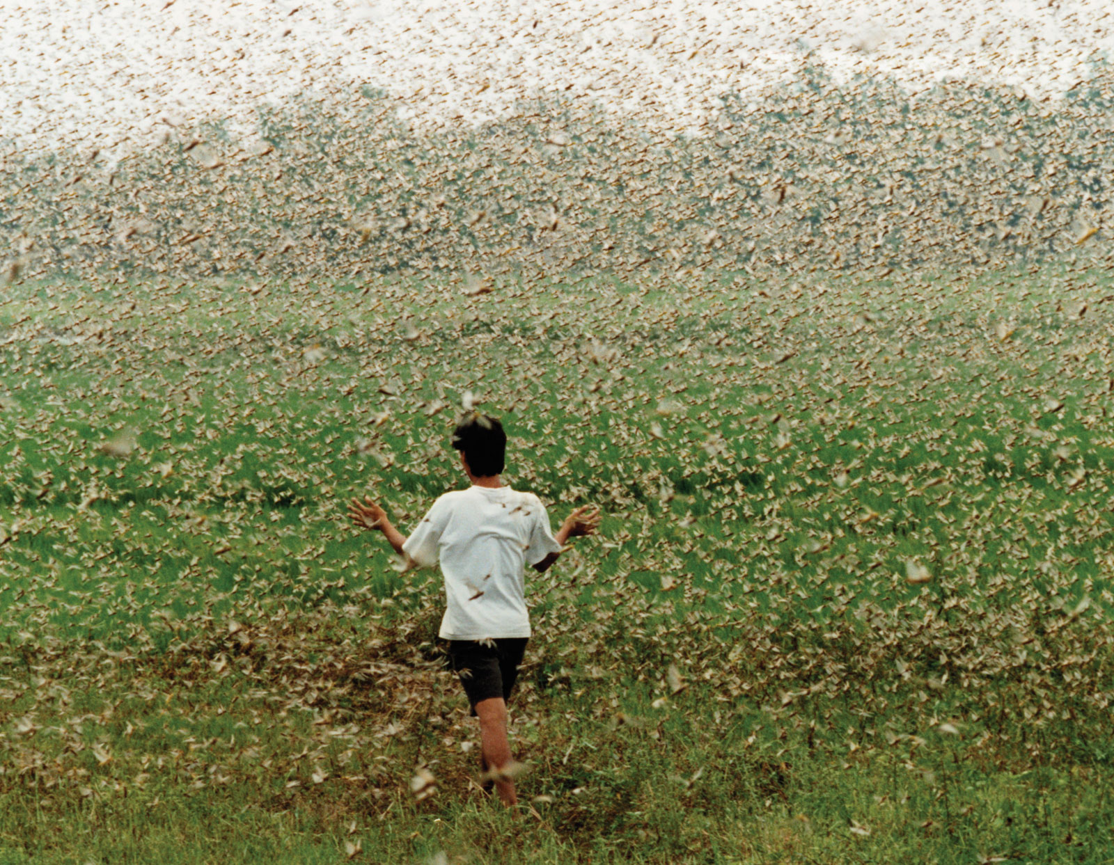 swarm-of-locusts
