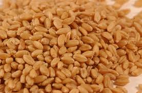 wheat