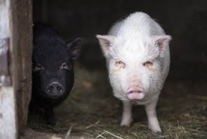 Baby pigs